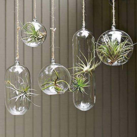 hanging glass planter Hanging Glass Vase 12" Oblong Planter Bubble Ceiling Ball Terrarium