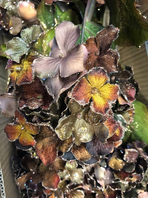 Christmas Single stem Brown Hydrangea - Viva La Rosa