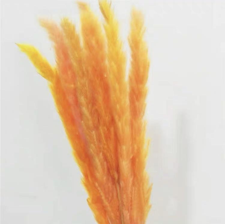 25” Orange pampas grass stick (M)