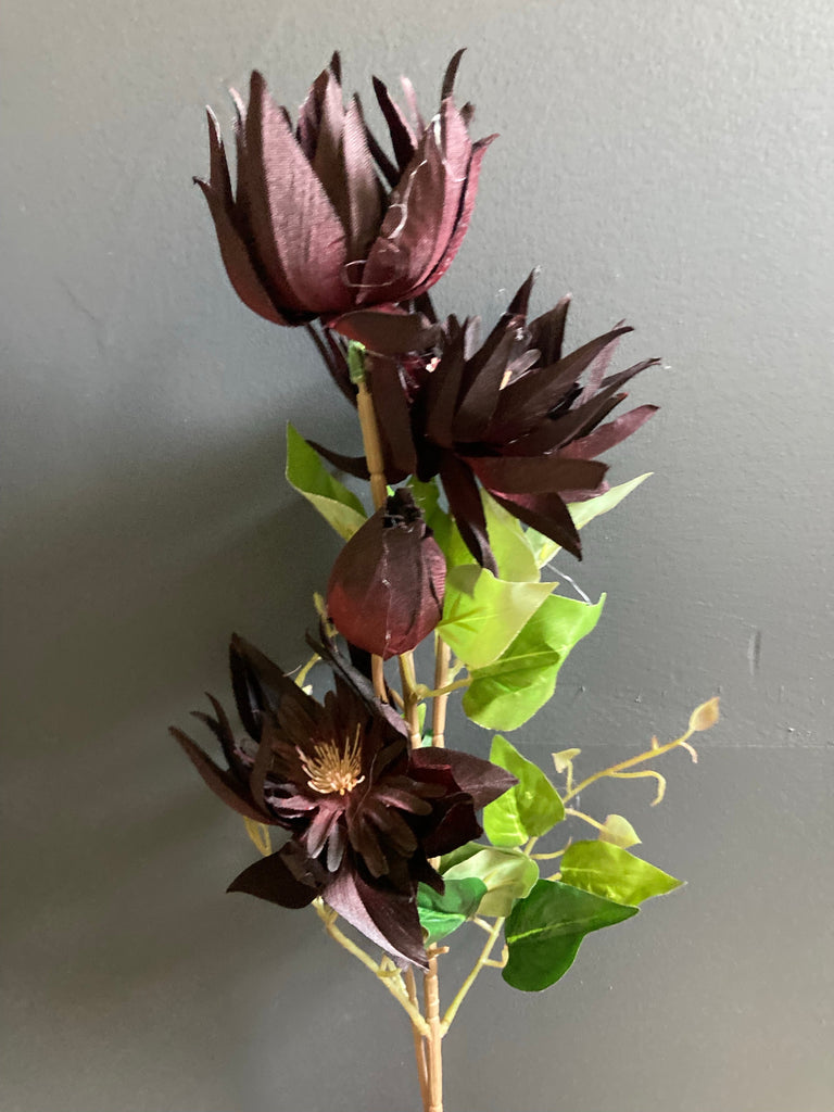 New Single Stem Burgundy maroon Clematis