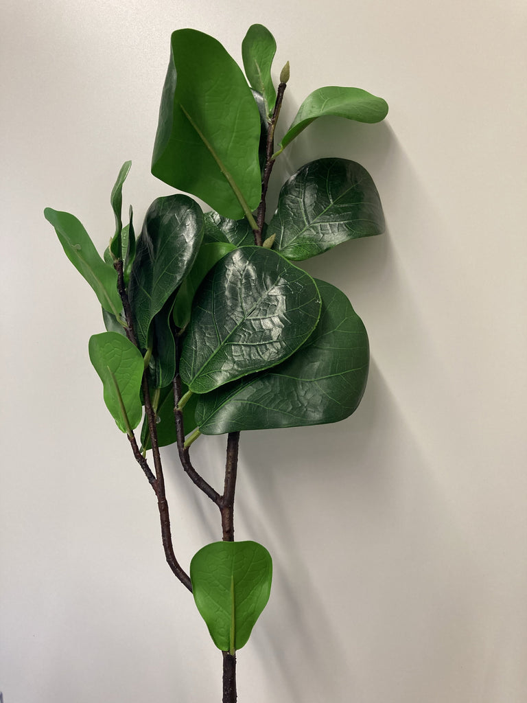 Long stem greenery Baby fiddle