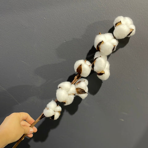 Preserved Dried Cotton