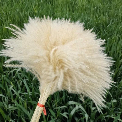 Cream Preserved pampas grass bunch 24” (50/bundle)