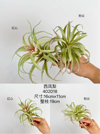 Air plant tillandsia Succulent leaf wedding greenery 0181-120220 (bush)-REA-6