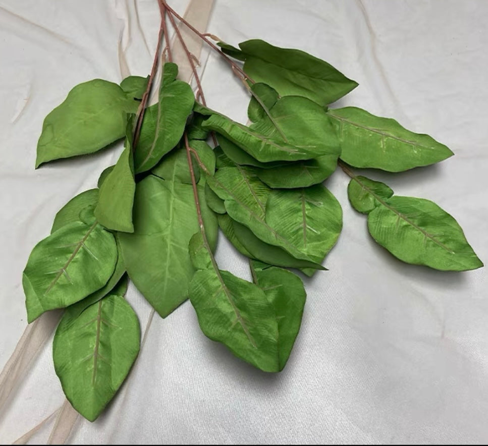 Grapefruit Green Salal Leaf salal Greenery
