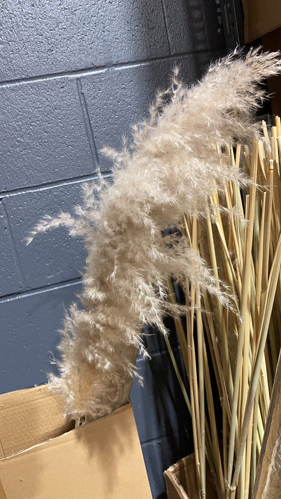 Large Natural pampas grass stem 40” tall