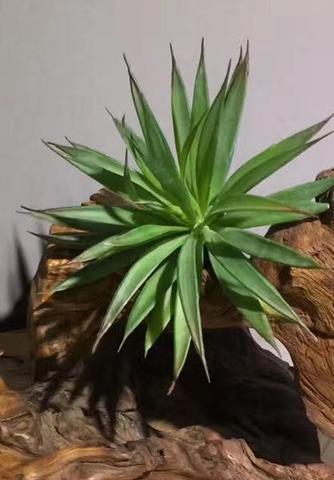Real Touch Succulent artificial flower leaf wedding greenery 0181-120220 (desert yucca)-REA-5