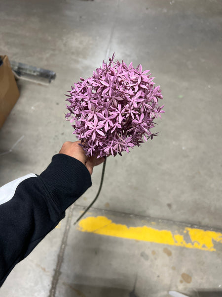 New Star Ball Pom Purple