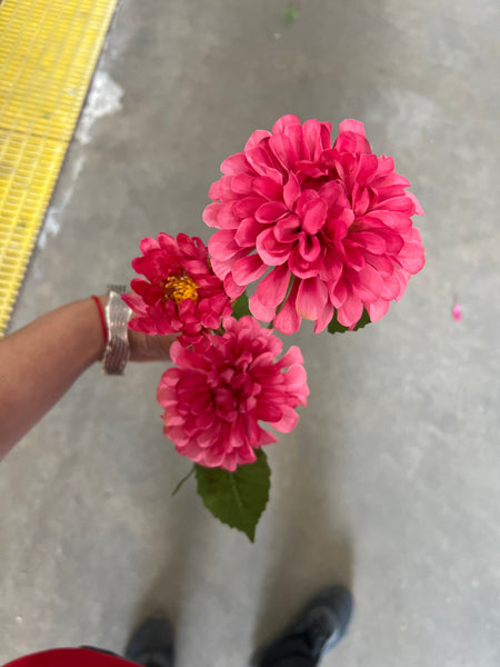 Hot Pink Pompon  Dahlia spray