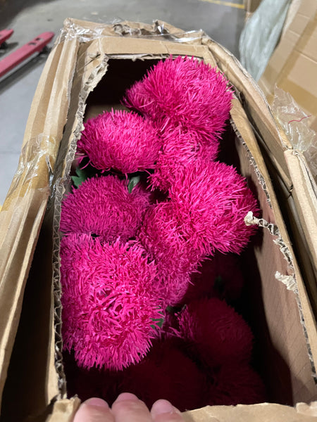 New GREEN trick dianthus filler Pom 3 head