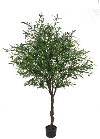 7’/2.4 meter olive Tree in a pot