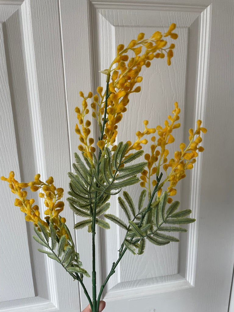 mimosa pudica Spray greenery