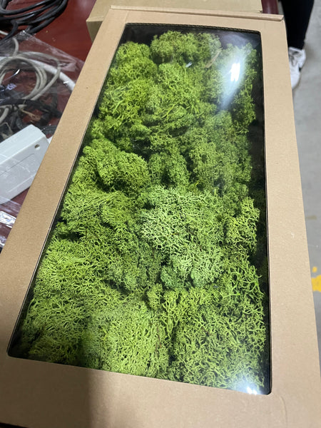 Preserved green Moss (sold in box)reindeer