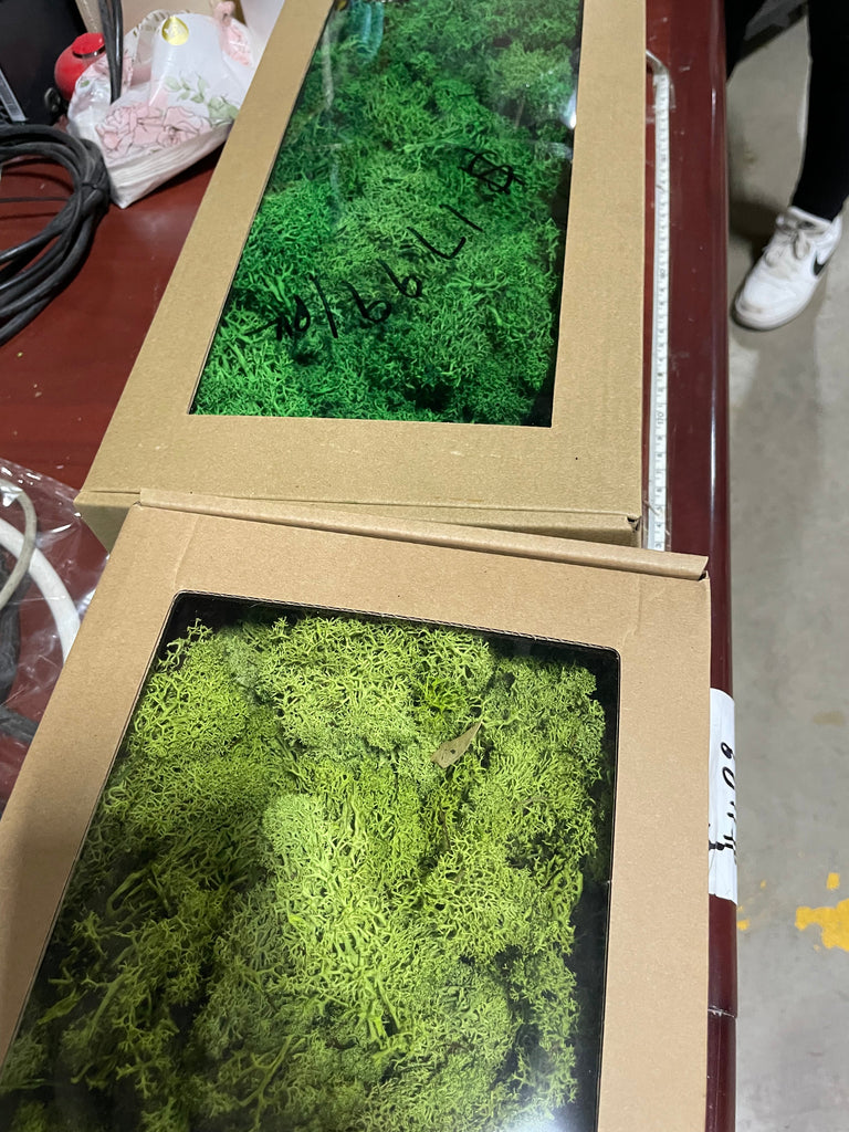 Preserved green Moss (sold in box)reindeer