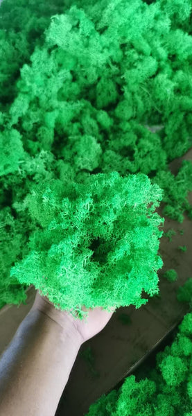 Preserved green Moss (sold in box)reindeer