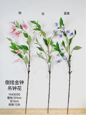 Fuchsia Hybrida hanging