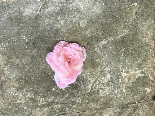 12xARTIFICIAL FLOWER HEAD WEDDING DECOR ROSE FLOWER (black)-98570746 - Viva La Rosa