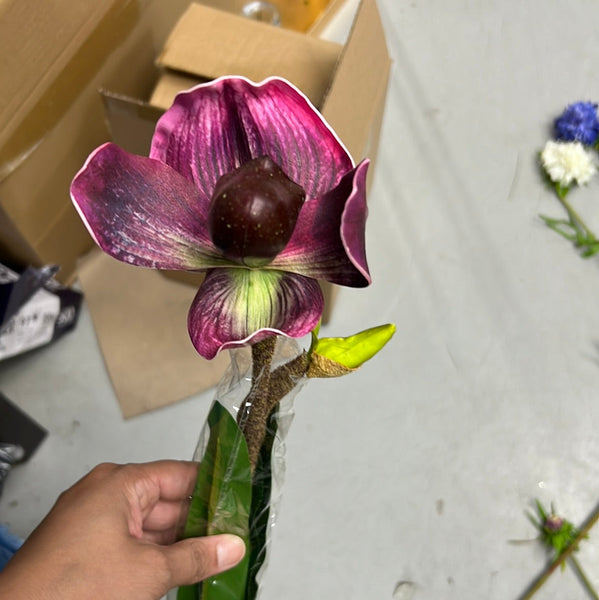 New Purple Lady Slipper Orchid
