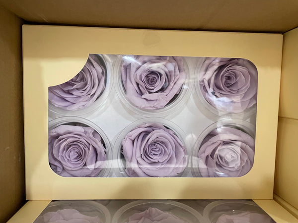 Preserved Rose Head baby lilac bleached (box of 6)