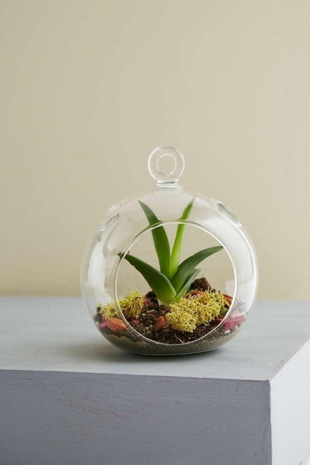 Hanging Glass Vase 6" Round Planter Bubble Ceiling decor - Richview Glass Wedding Supplies