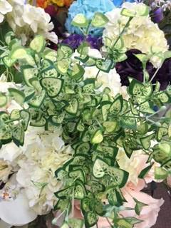 Begonia leaf bunch for Wedding home decor - Viva La Rosa