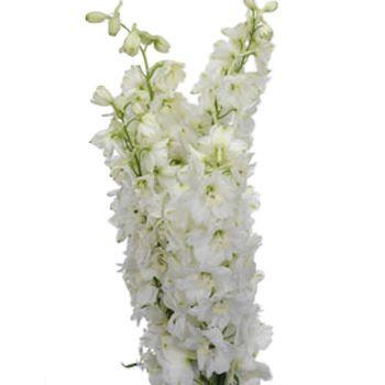 Artificial Silk flower Delphinium (white) DEL1 - Viva La Rosa