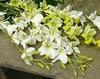 WHOLESALE ARTIFICIAL FLOWER WHITE DENDROBIUM ORCHID SILK FLOWER (white)-F7752A6B-1