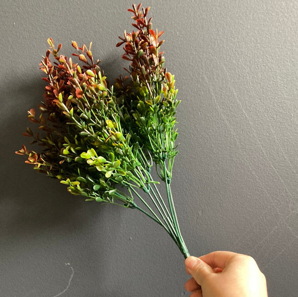 Green boxwood leaf with red tip