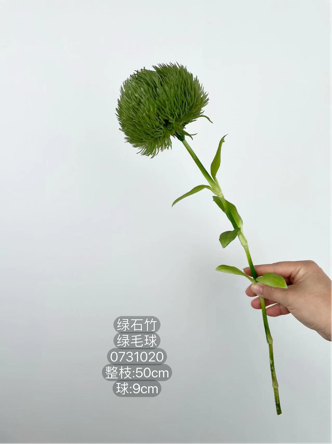 GREEN trick dianthus filler Pom single stem