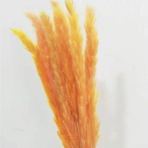 25” Orange pampas grass stick (M)