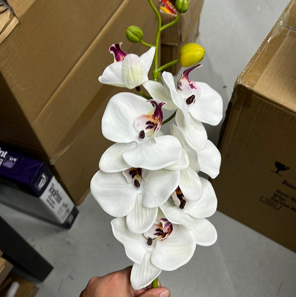 WHITE PHALAENOPSIS ORCHID WITH PURPLE CENTER