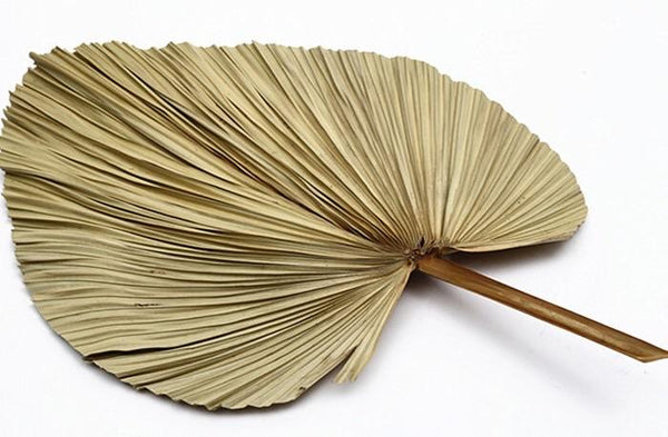 Dried beige Palm Leaf