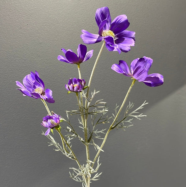 Purple Cosmos SUN FLOWER family