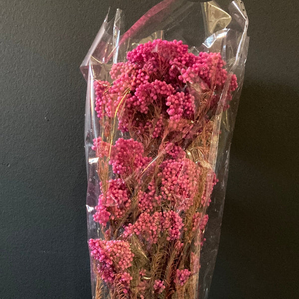 Preserved Hot Pink Popcorn flower filler greenery