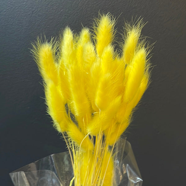 Dried Yellow Lagurus Bunny Tail grass (bundle of 50)