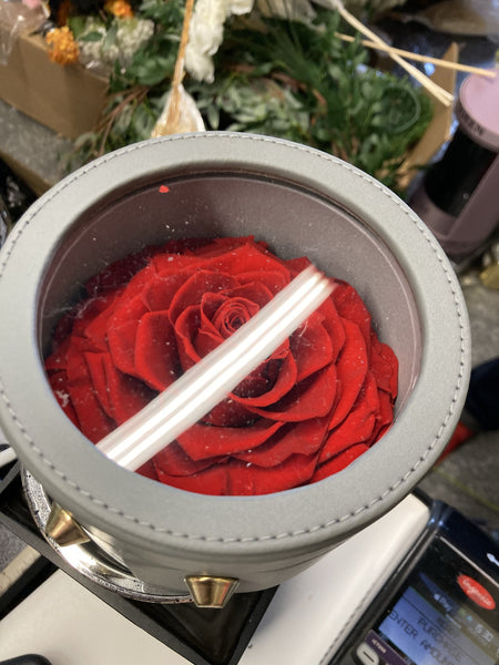 Preserved large red Rose in round box