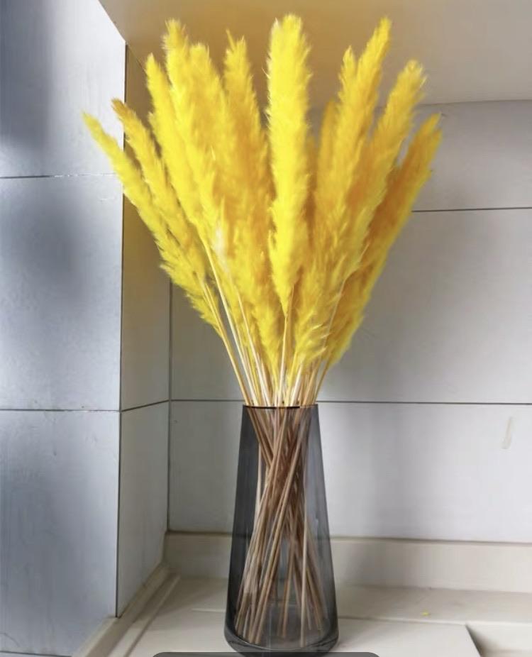 25” Yellow pampas grass stick (M)
