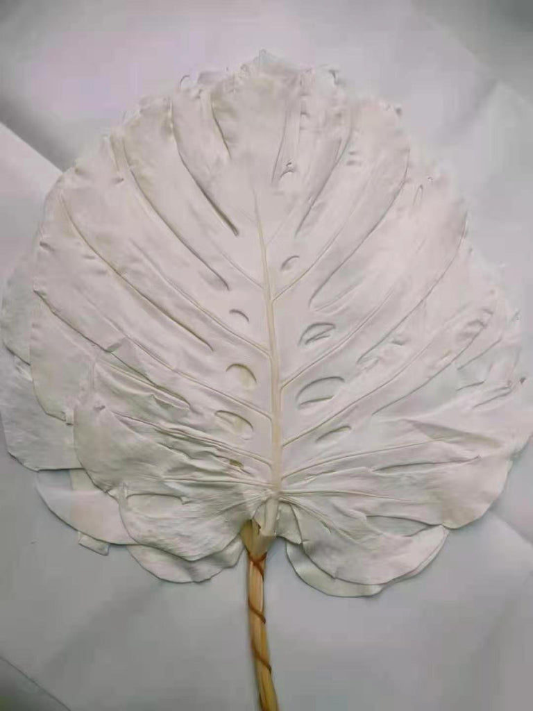 Preserved monstera bleached white