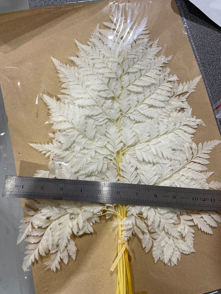 Small Preserved Bundle of Leather Fern Cream