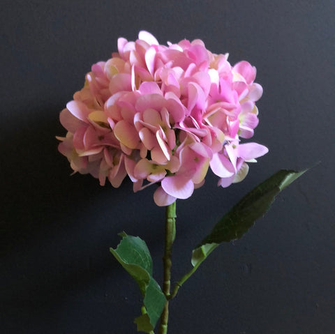 Pink Asian Hydrangea Spray Single Stem