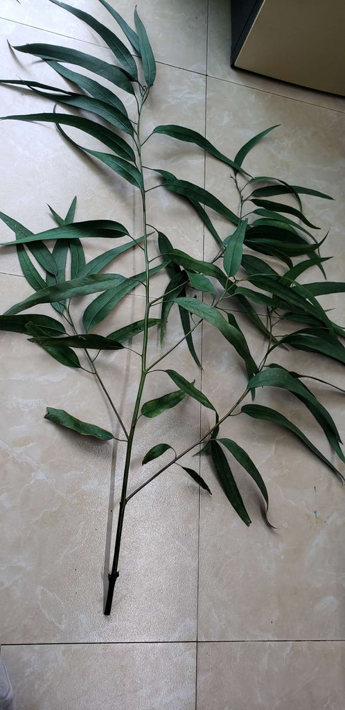 Ruscus Rosa Preserved Ruscus real greenery – Viva La Rosa