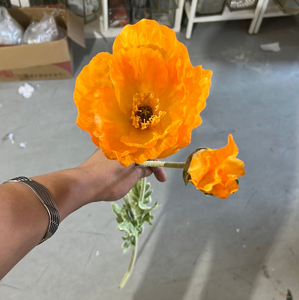 New Long Single stem Poppy Susan orange