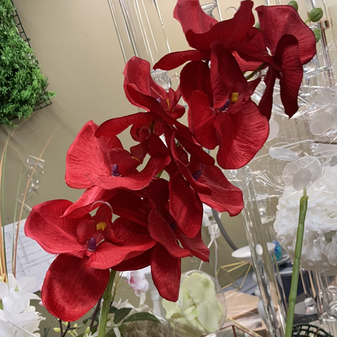 PHALAENOPSIS ORCHID RED