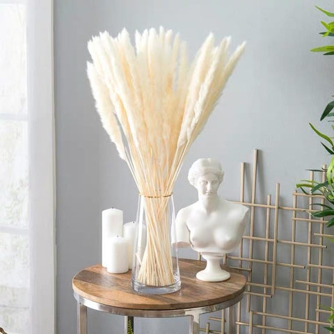 25” Cream/bleached white pack of 15 pampas grass stick (M)