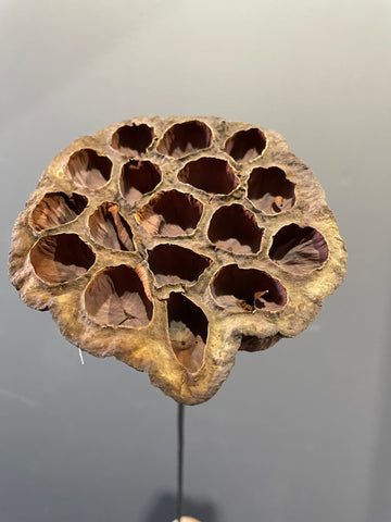 Preserved Lotus Pods dried