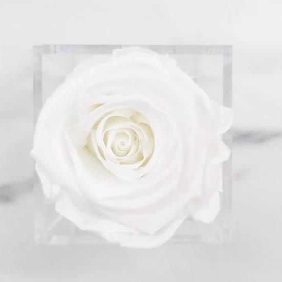 Preserved Rose in acrylic box White (box of 1)