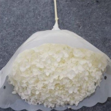 Single stem preserved Anna Hydrangea white