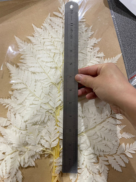Small Preserved Bundle of Leather Fern Cream