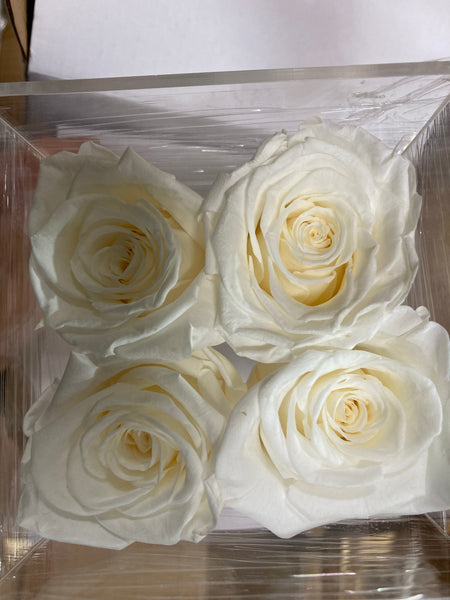 Preserved Rose in acrylic box with drawer Cream/White(box of 4)