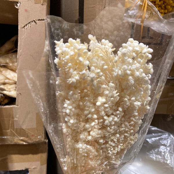 Preserved white Cream Popcorn flower filler greenery